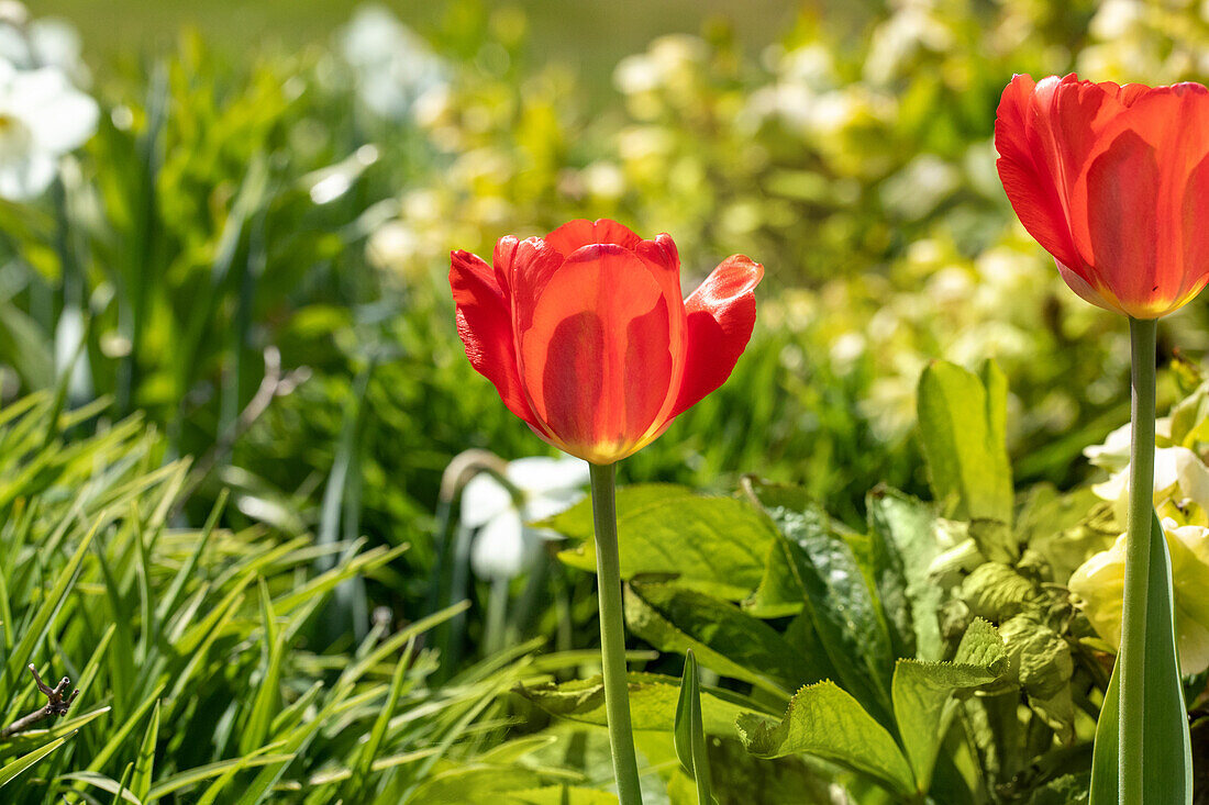 Tulipa, red