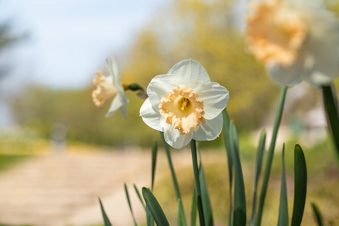 Narcissus Large Cupped