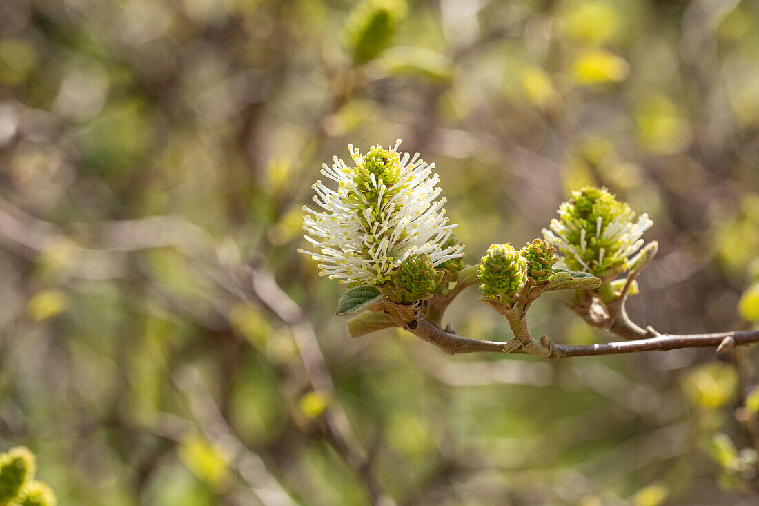 Fothergilla gardenii