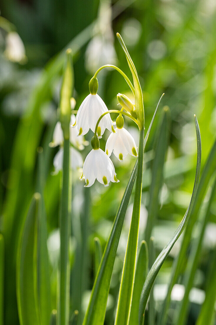 Leucojum aestivum