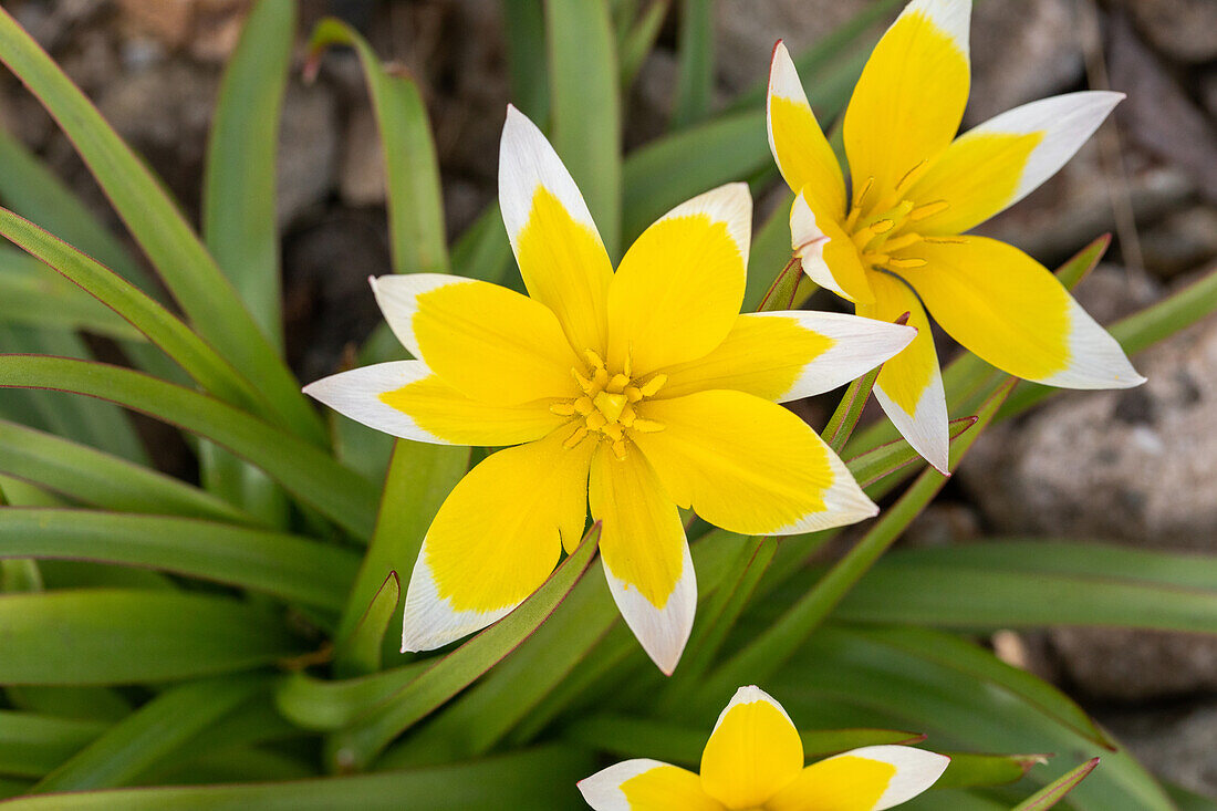 Tulipa tarda