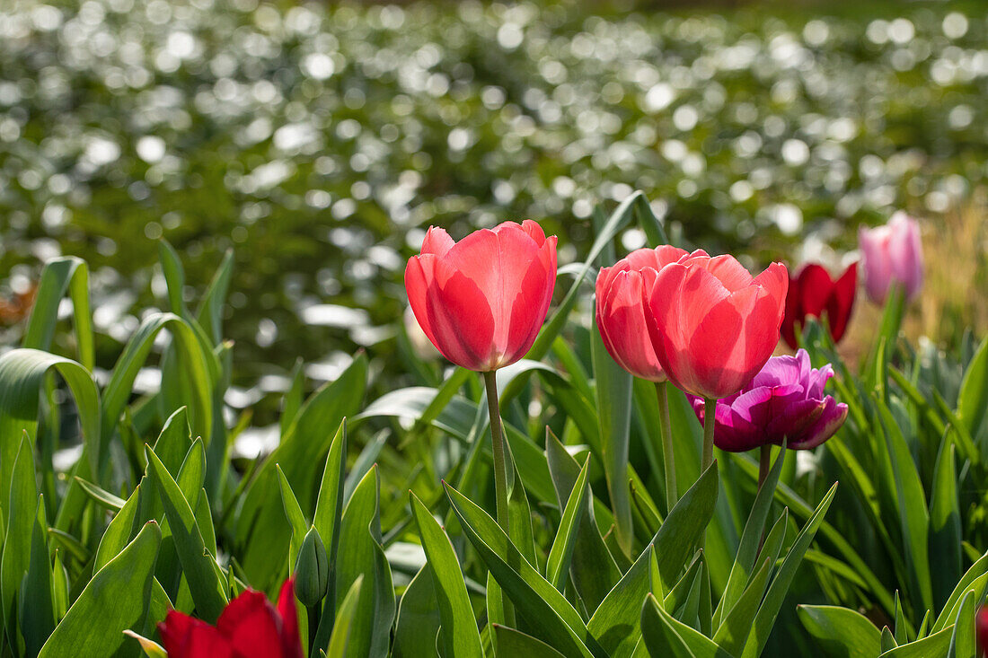 Tulipa, rot