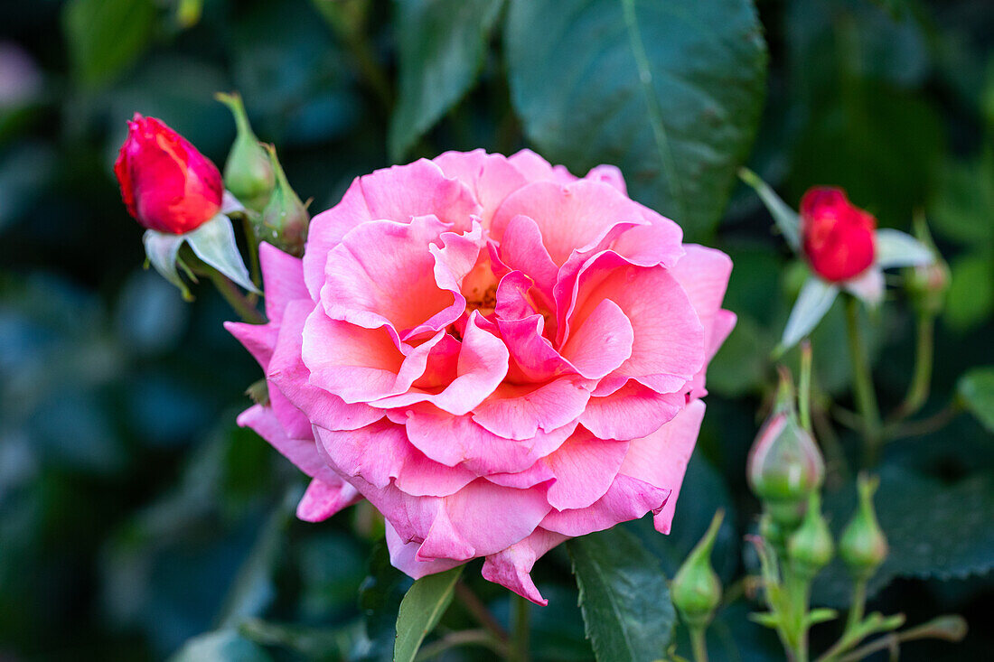 Shrub rose, pink