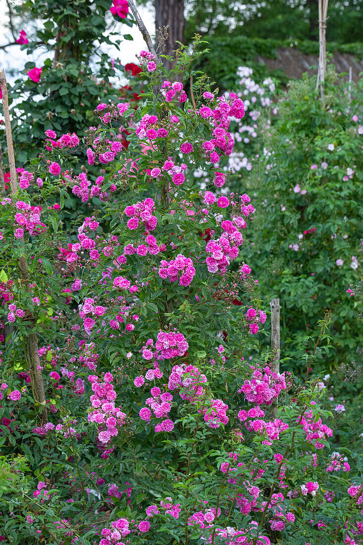 Rosa multiflora 'Taunusblümchen'