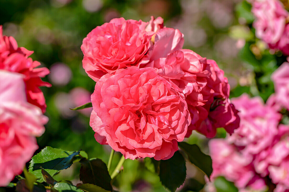 Bedding rose, carmine red