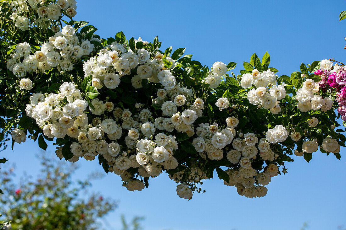 Kletterrose, weiß