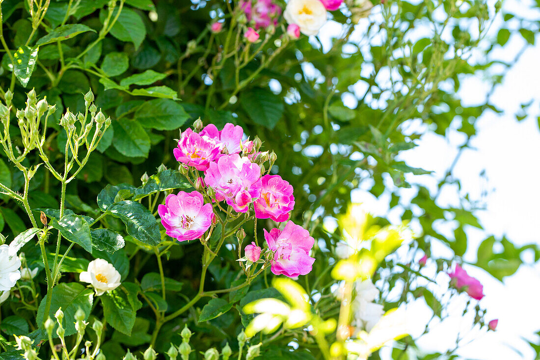 Climbing rose, pink