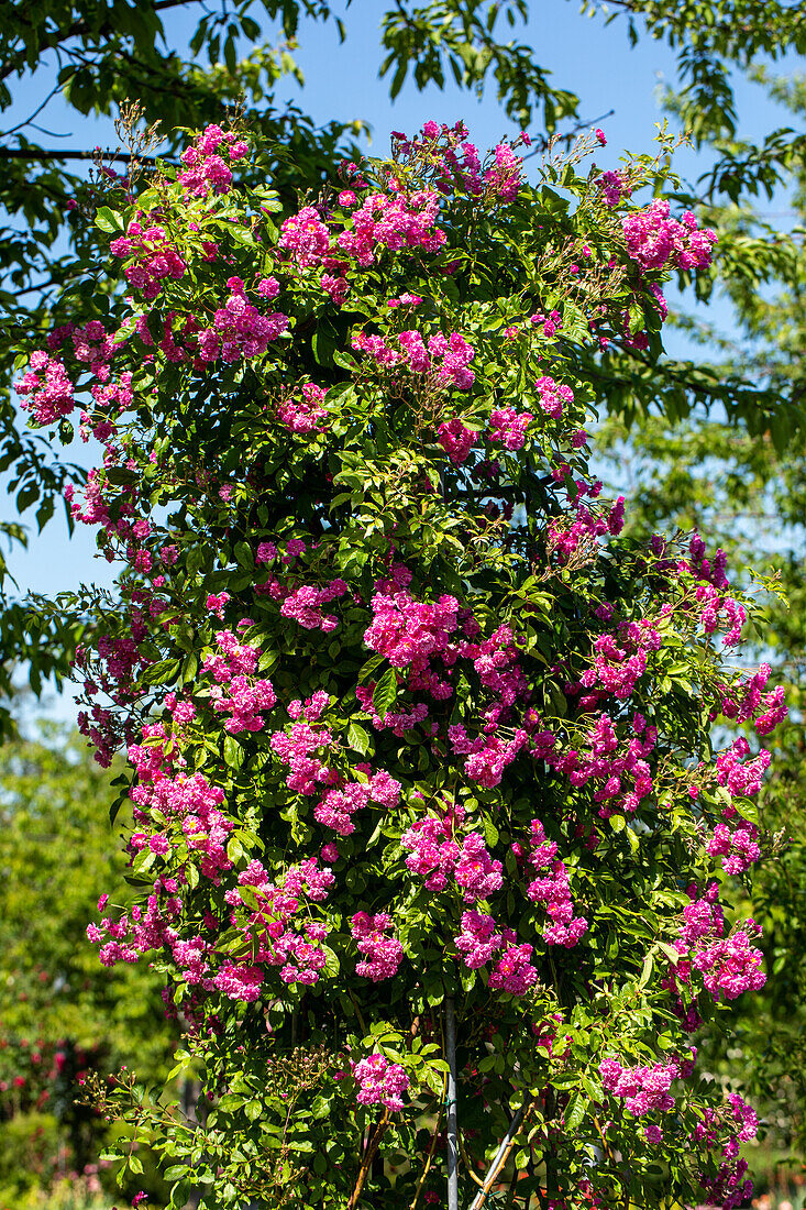 Rosa multiflora 'Wartburg'