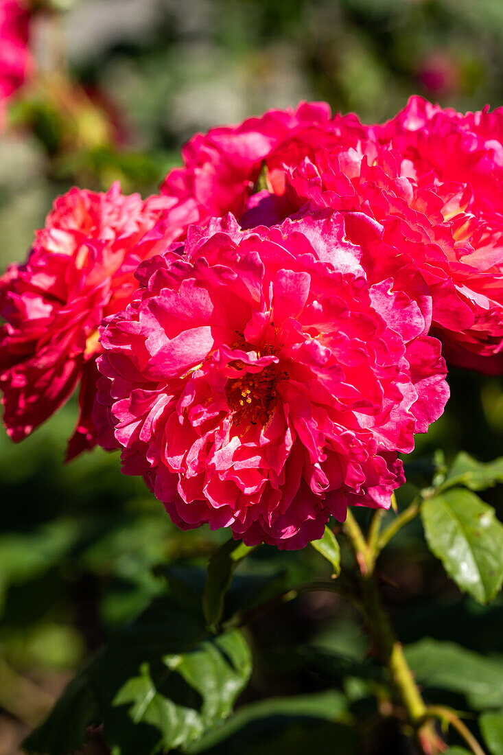 Rosa 'Nieborgs Courage'