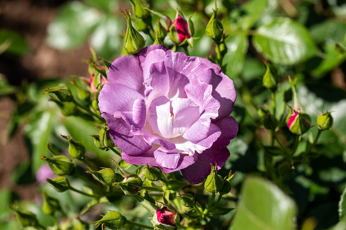 Bedding rose, purple