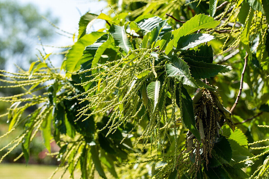 Castanea sativa