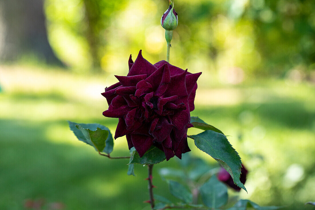 Rosa 'Nigrette'