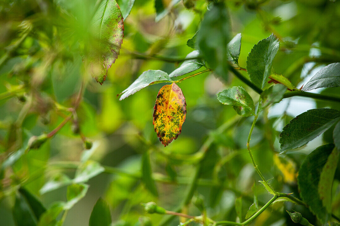 Sternrußtau an Rosen