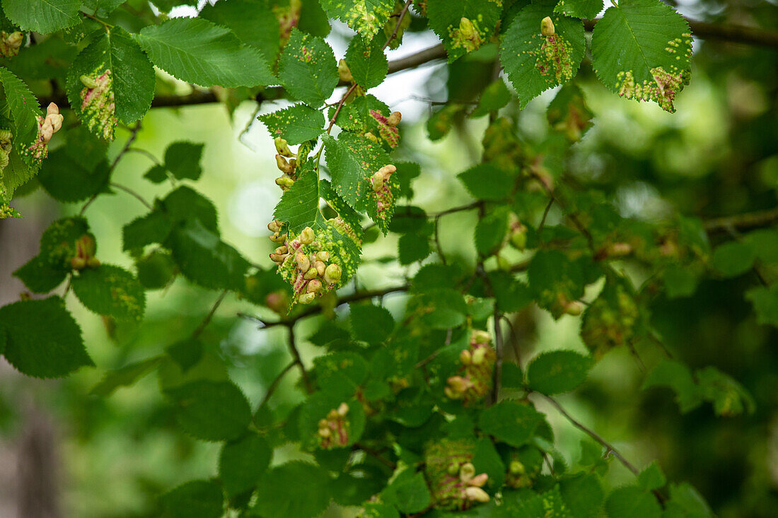 Leaf galls