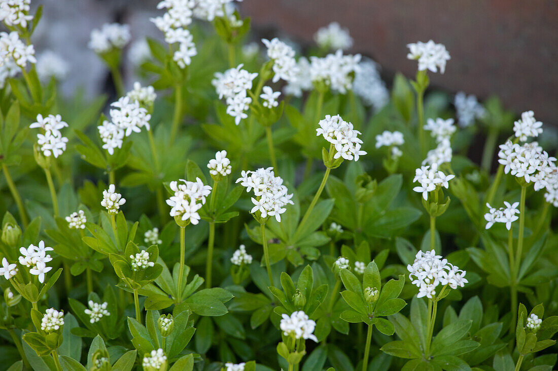 Galium odoratum