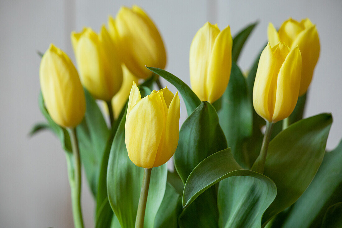 Tulpenstrauß