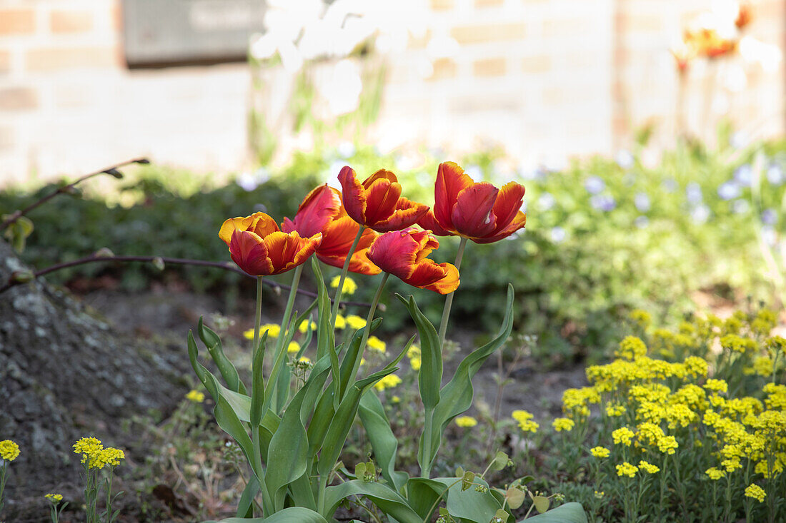 fading tulips