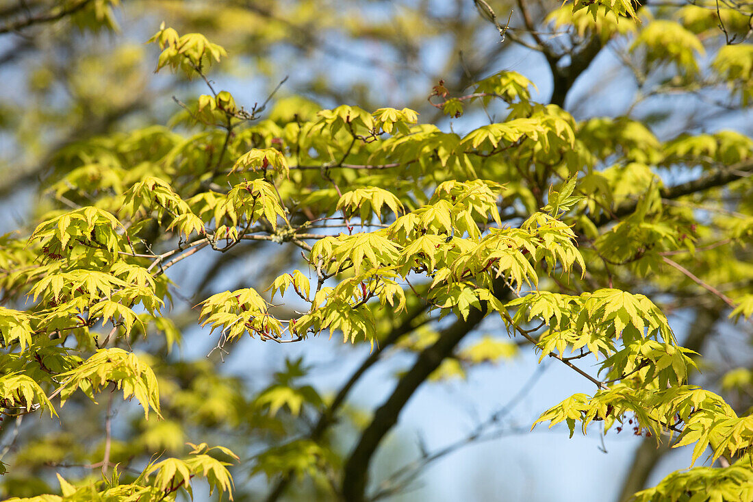 Acer palmatum 'Osakazuki'