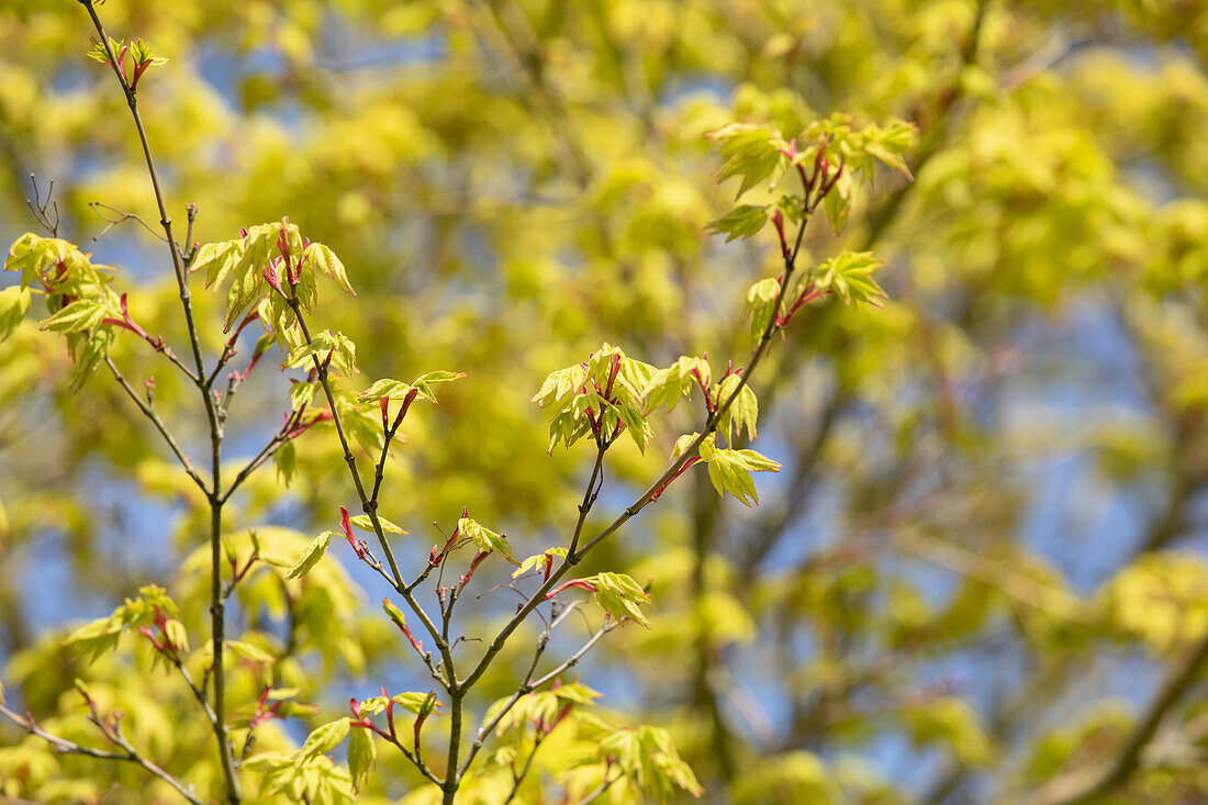 Acer palmatum 'Osakazuki'