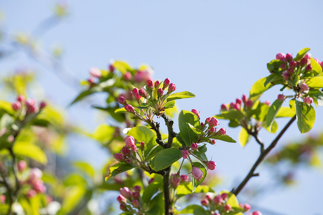 Malus Hybride