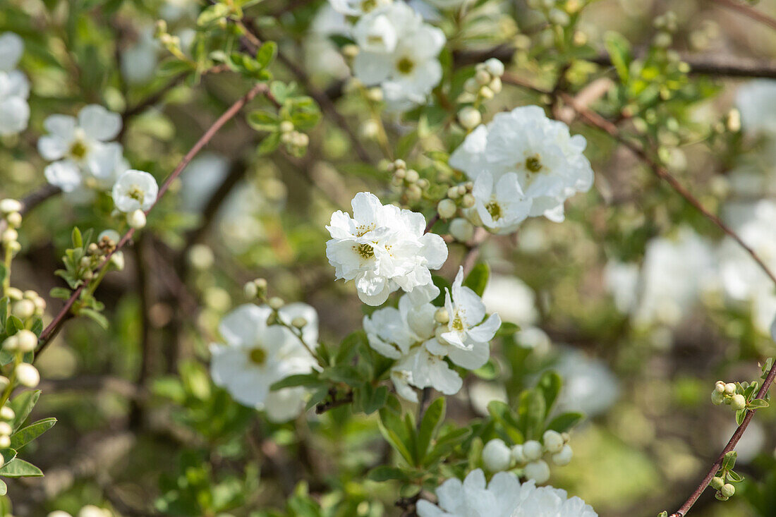 Exochorda x macrantha 'The Bride'