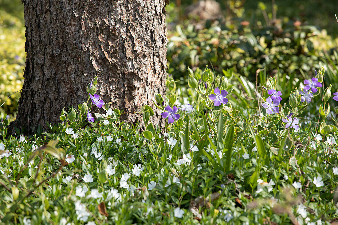 Vinca minor 'Alba'