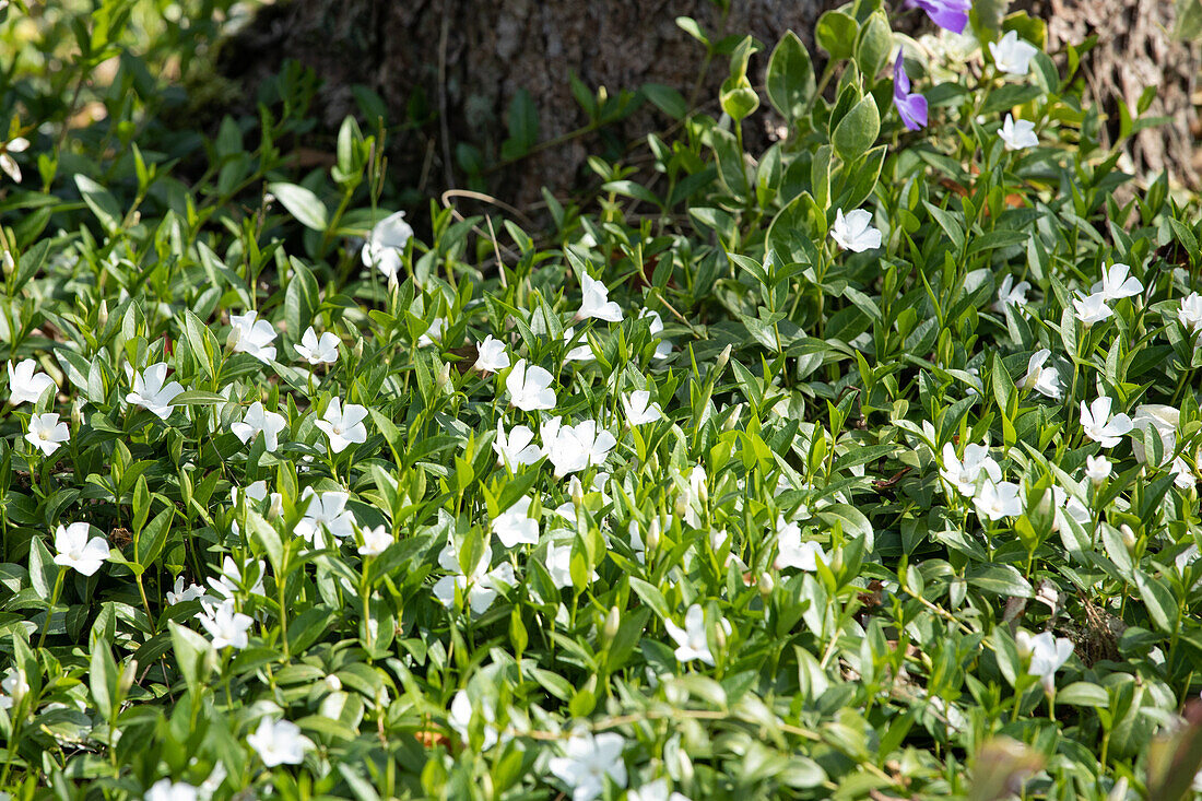 Vinca minor 'Alba'