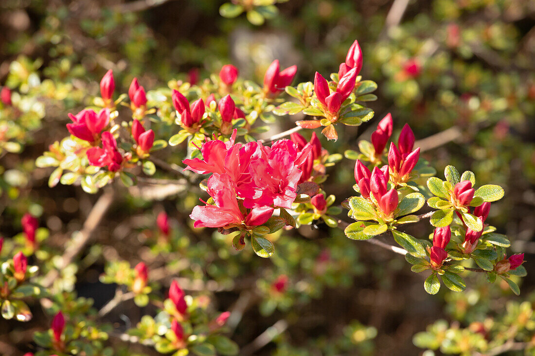 Rhododendron obtusum 'Silvester'
