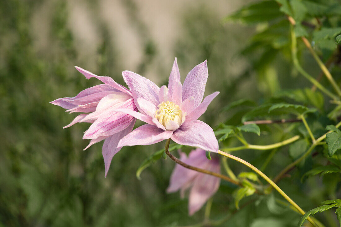 Clematis macropetala 'Markham´s Pink'