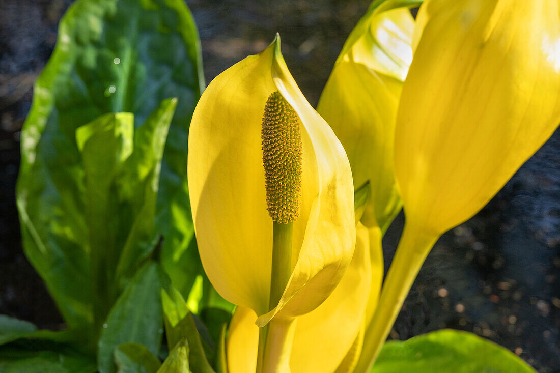 Lysichiton americanus