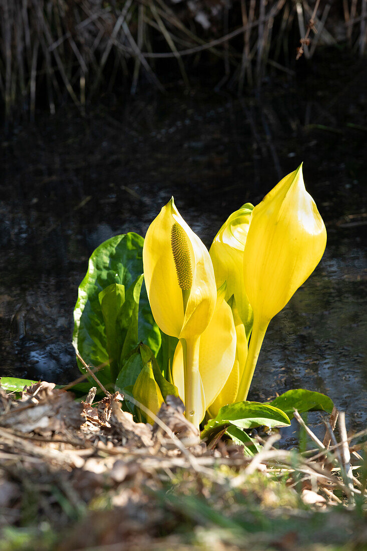 Lysichiton americanus