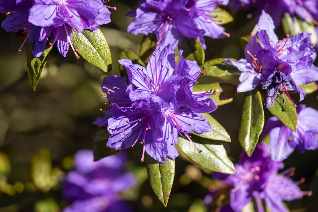 Rhododendron impeditum