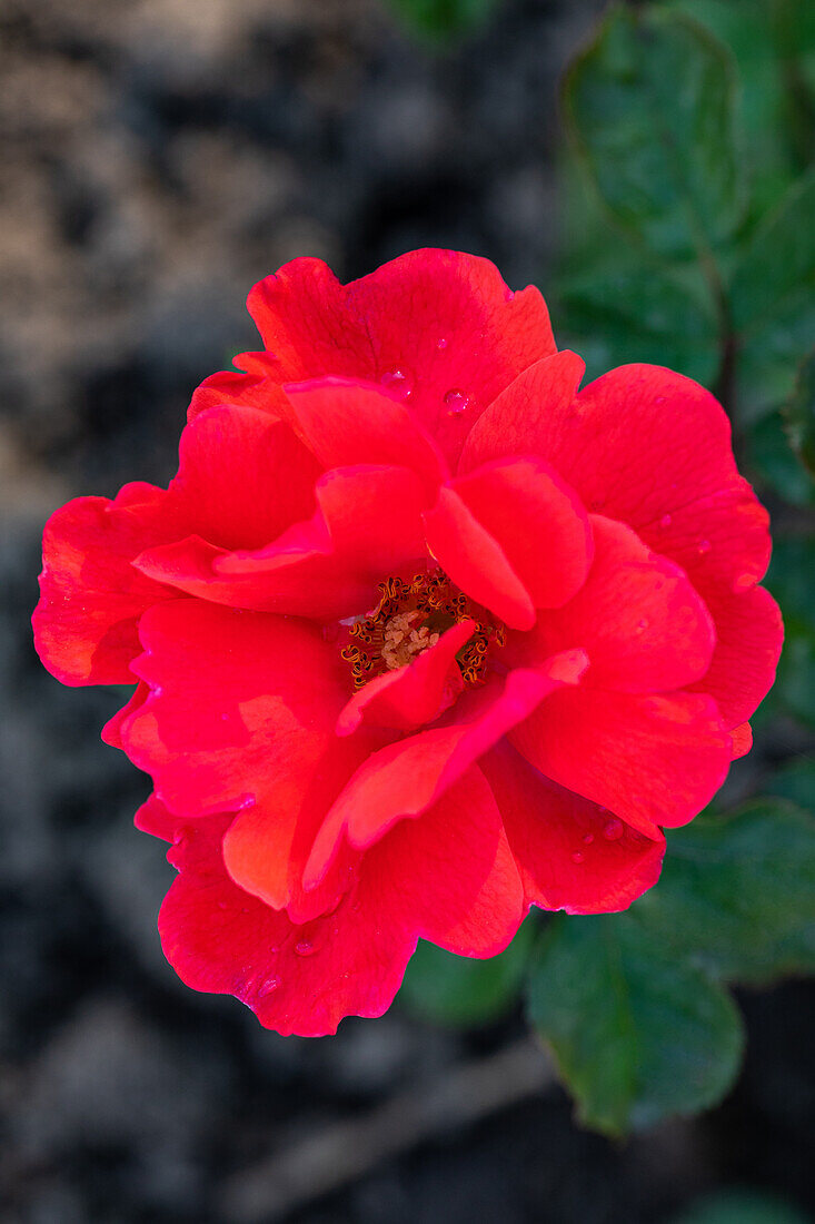 Rosa 'Frau Anni Beaufays'