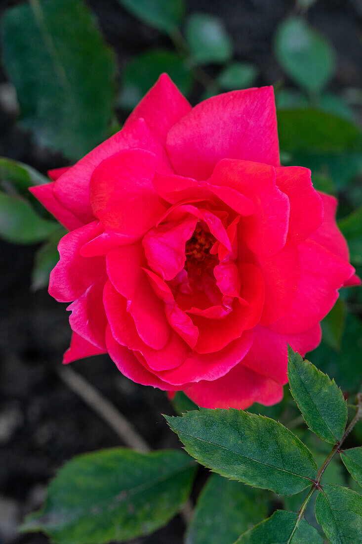 Rosa 'Andenken an Hermann Thieß'