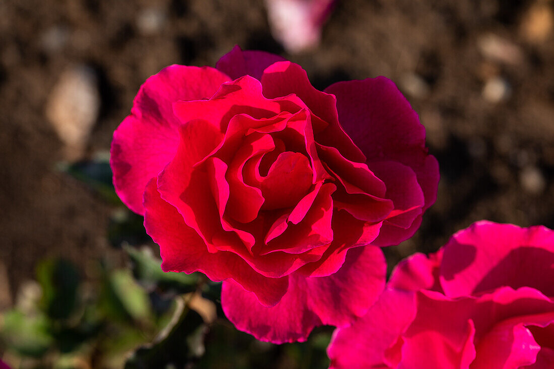 Rosa 'Helgoland'