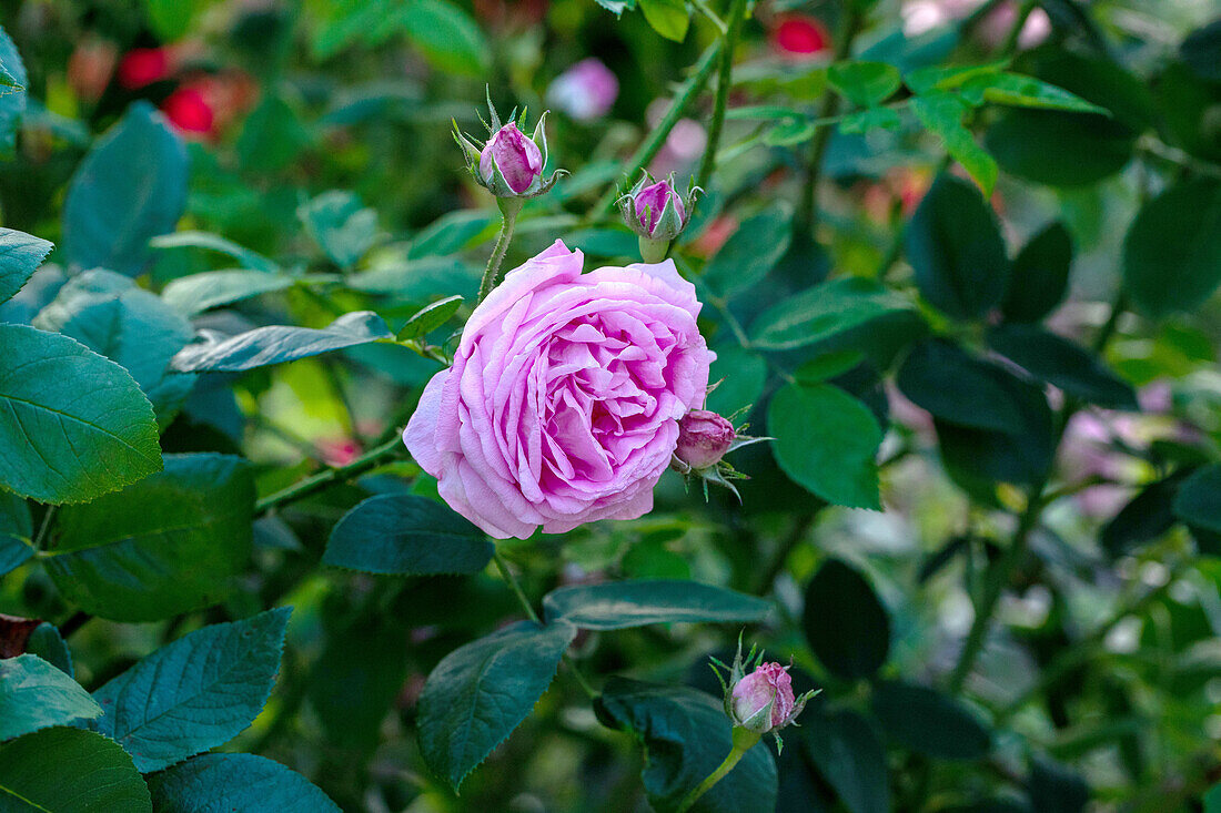 Rosa 'Victor Verdier'