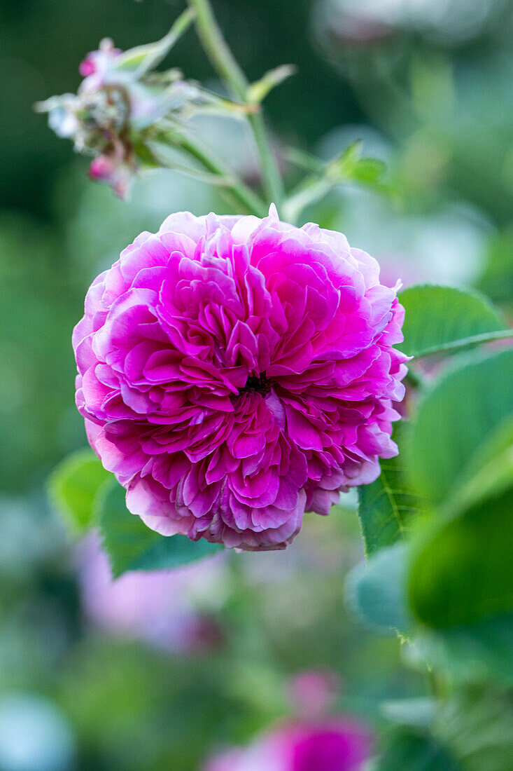 Rosa 'Duc de Cambridge'