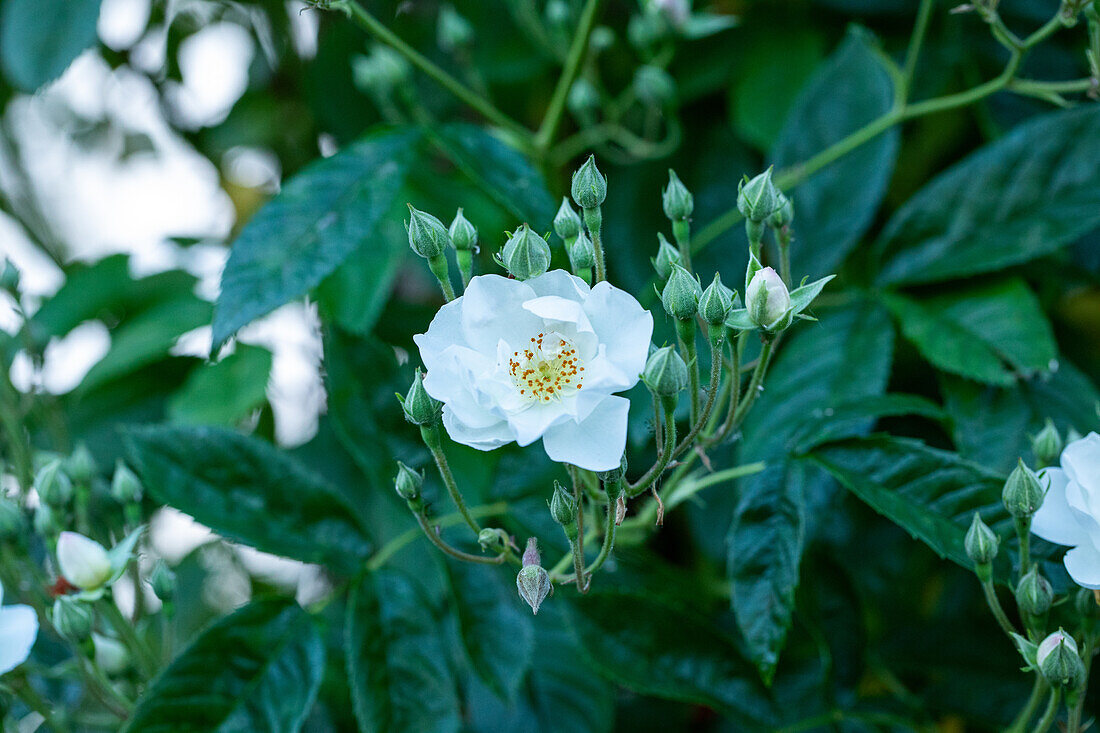 Rosa multiflora 'Malva Rambler'