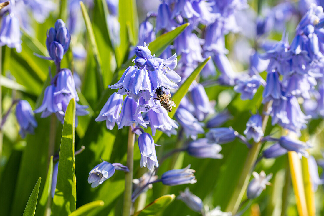 Hyacinthoides hispanica, blue