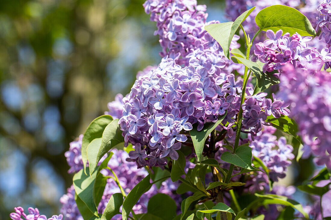 Syringa vulgaris 'Blue Skies'™