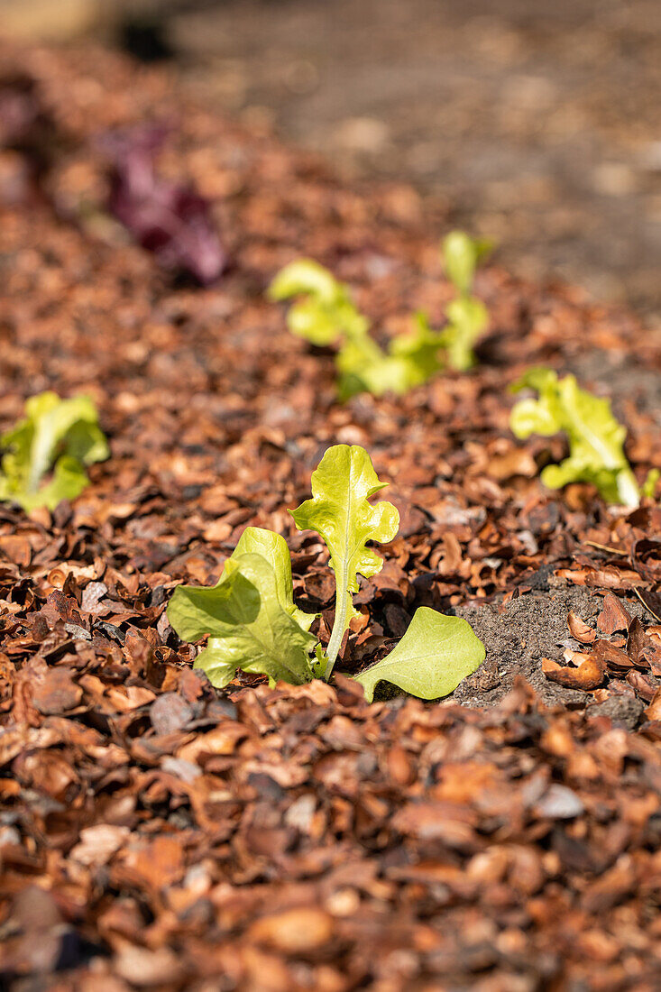Salatjungpflanze