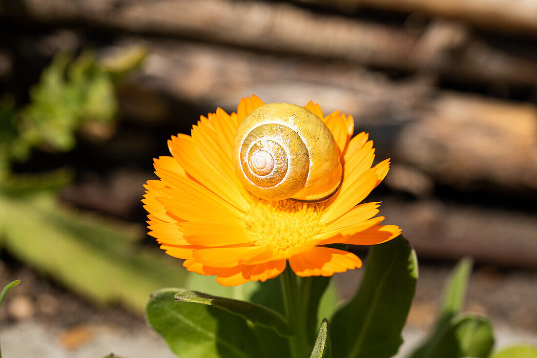 Snail on flower