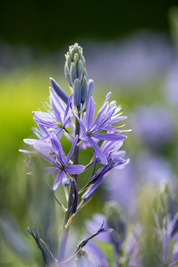 Camassia leichtlinii, blue