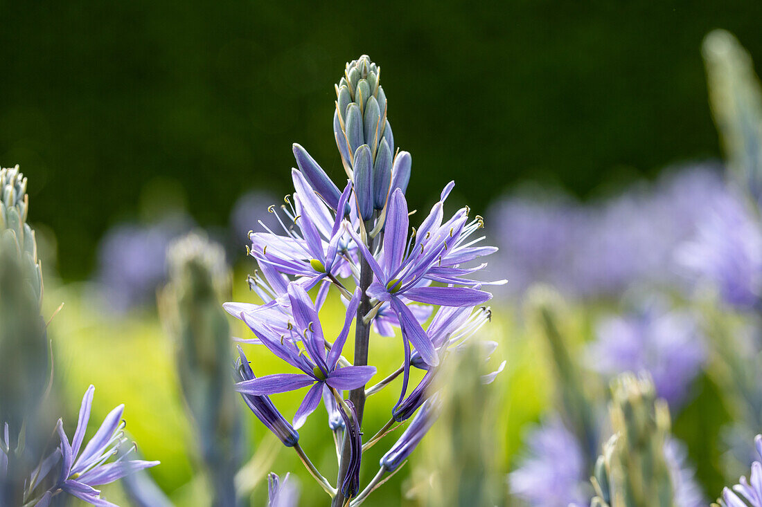 Camassia leichtlinii, blau