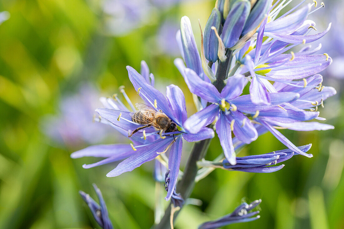 Camassia leichtlinii, blue
