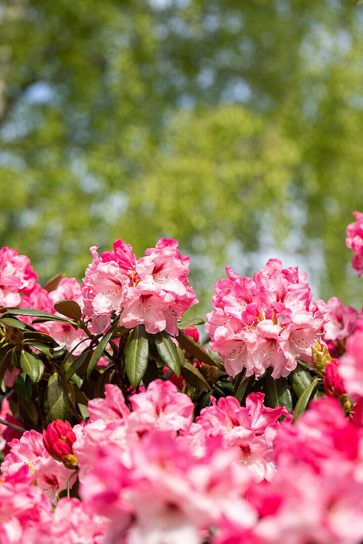 Rhododendron yakushimanum, rosa