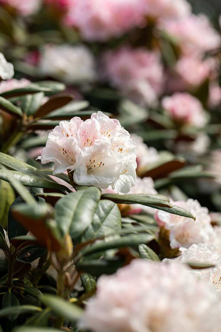 Rhododendron yakushimanum, weiß