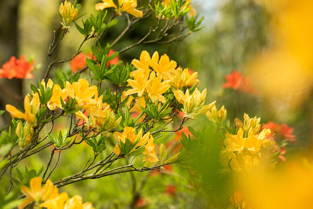 Rhododendron molle 'Yellow Prince'