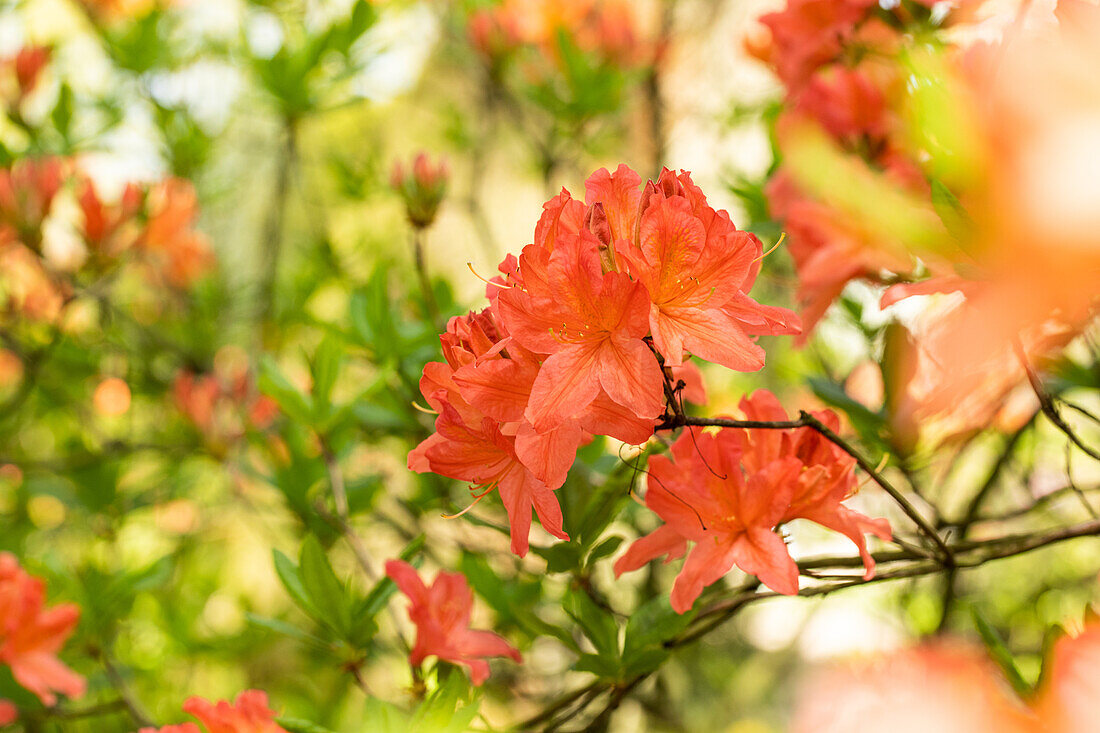 Rhododendron molle 'John Ruskin'