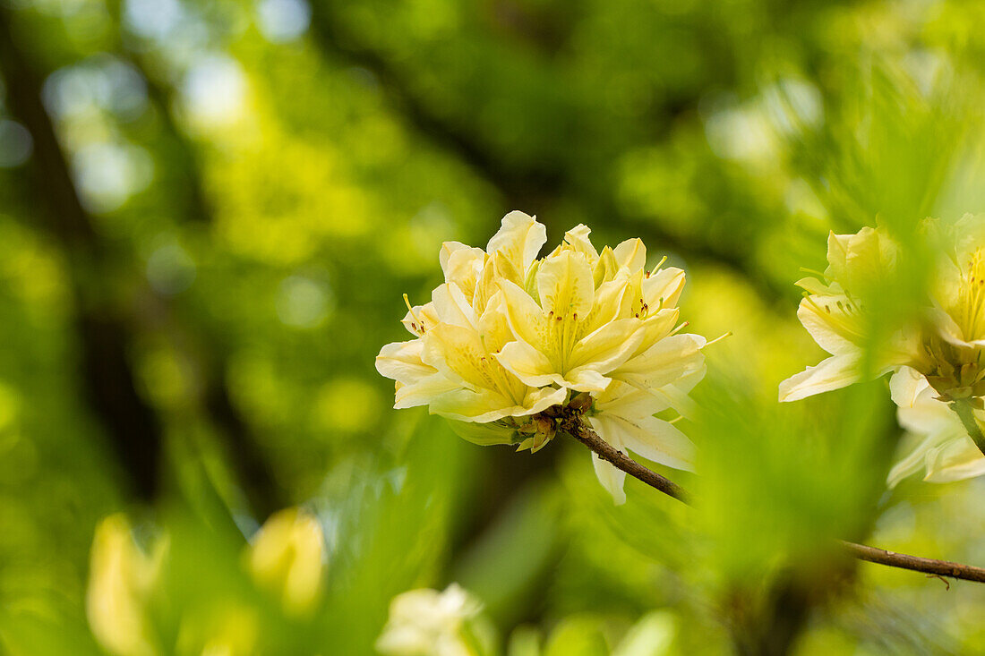 Rhododendron luteum, gelb